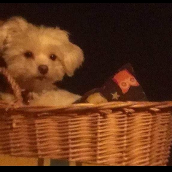 Posher, Ingrid Posh Ambassador - Picture 13 of 16